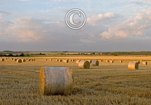 Round Straw Bales DM1261